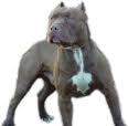 Fotos de perros pitbull cruzados con boxer