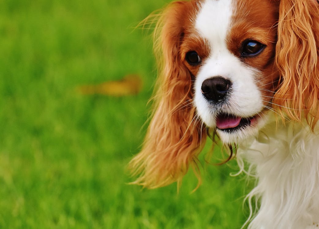 Anotar obtener enfocar El celo en perras: todo lo que debes saber - El Encantador de Perros