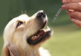 Curso online Introducción a la Homeopatía Animales - Encantador Perros
